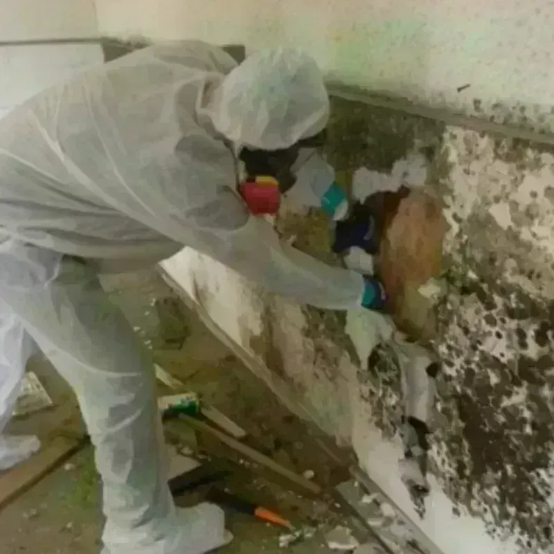 Mold Remediation and Removal in Paulding, OH